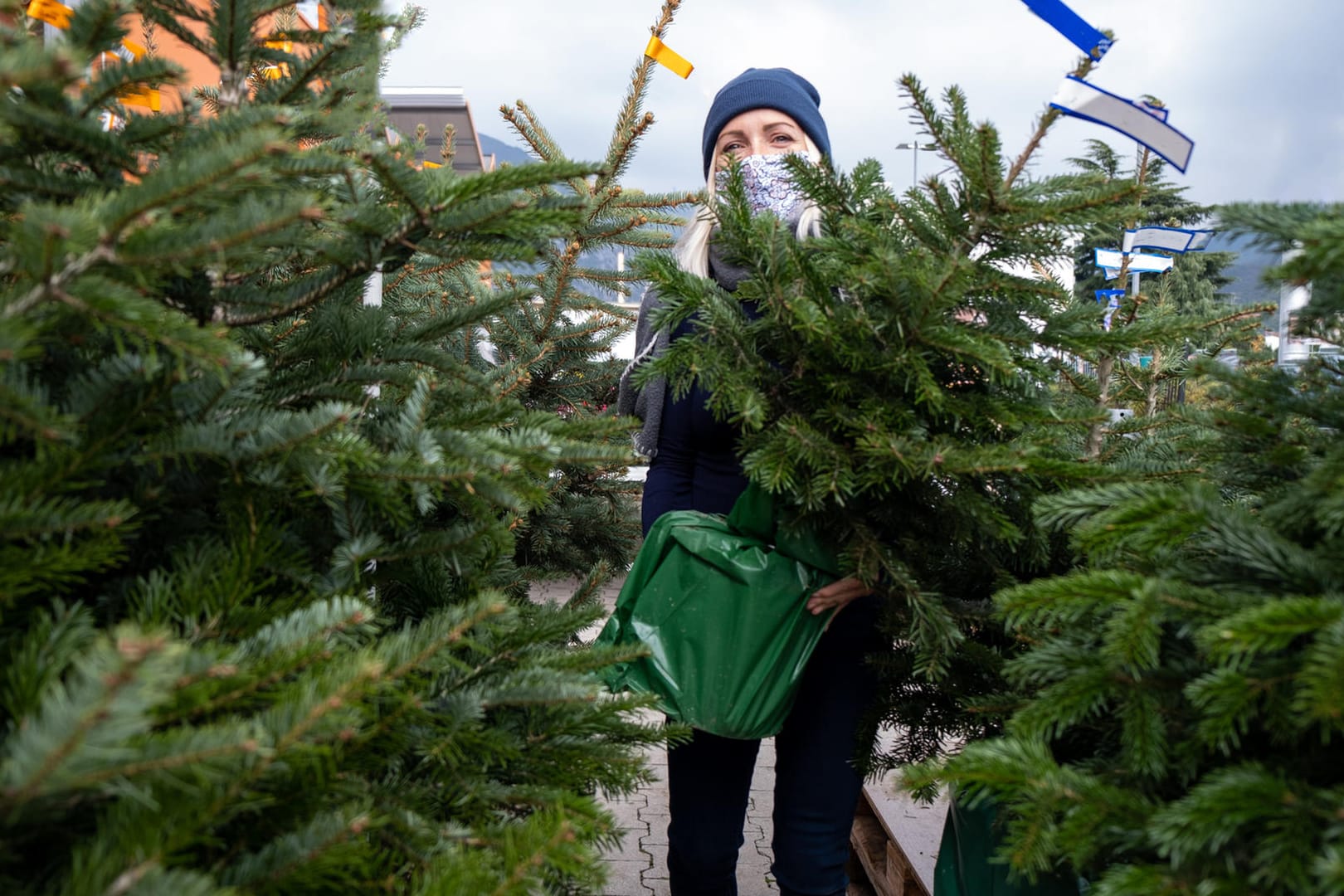 Weihnachtsbaum: Die Tanne ist für viele der geeignete Weihnachtsbaum – doch auch hier gibt es unterschiedliche Sorten.