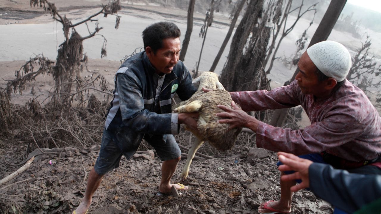 Menschen evakuieren ein Schaf nach dem Ausbruch des Vulkans Semeru im Dorf Sumberwuluh in Ostjava.