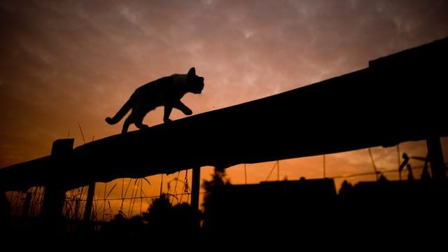 Streunerkatze