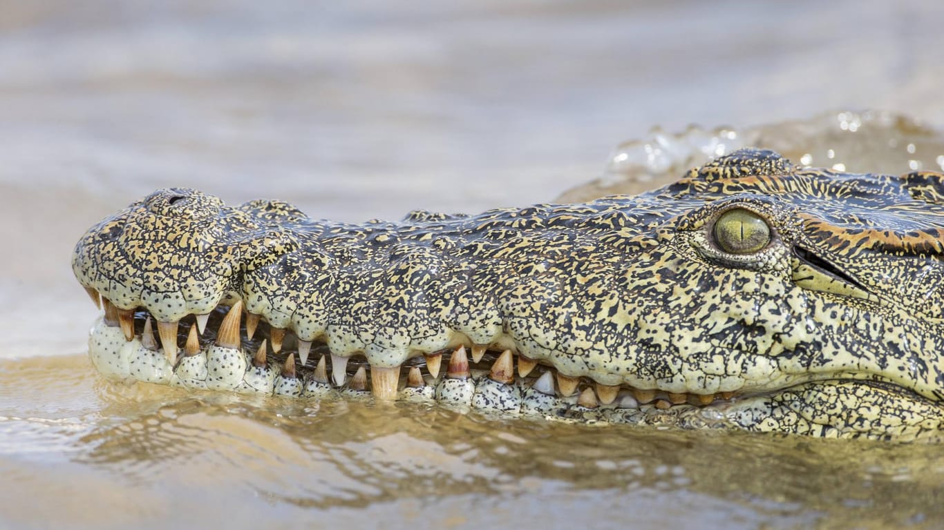 Nilkrokodil im Sambesi-Fluss: Die junge Britin war bei dem Angriff des Krokodils darauf gefasst, ihren Fuß zu verlieren.