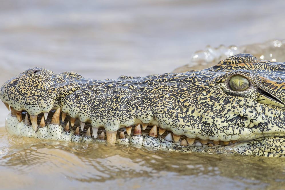 Nilkrokodil im Sambesi-Fluss: Die junge Britin war bei dem Angriff des Krokodils darauf gefasst, ihren Fuß zu verlieren.