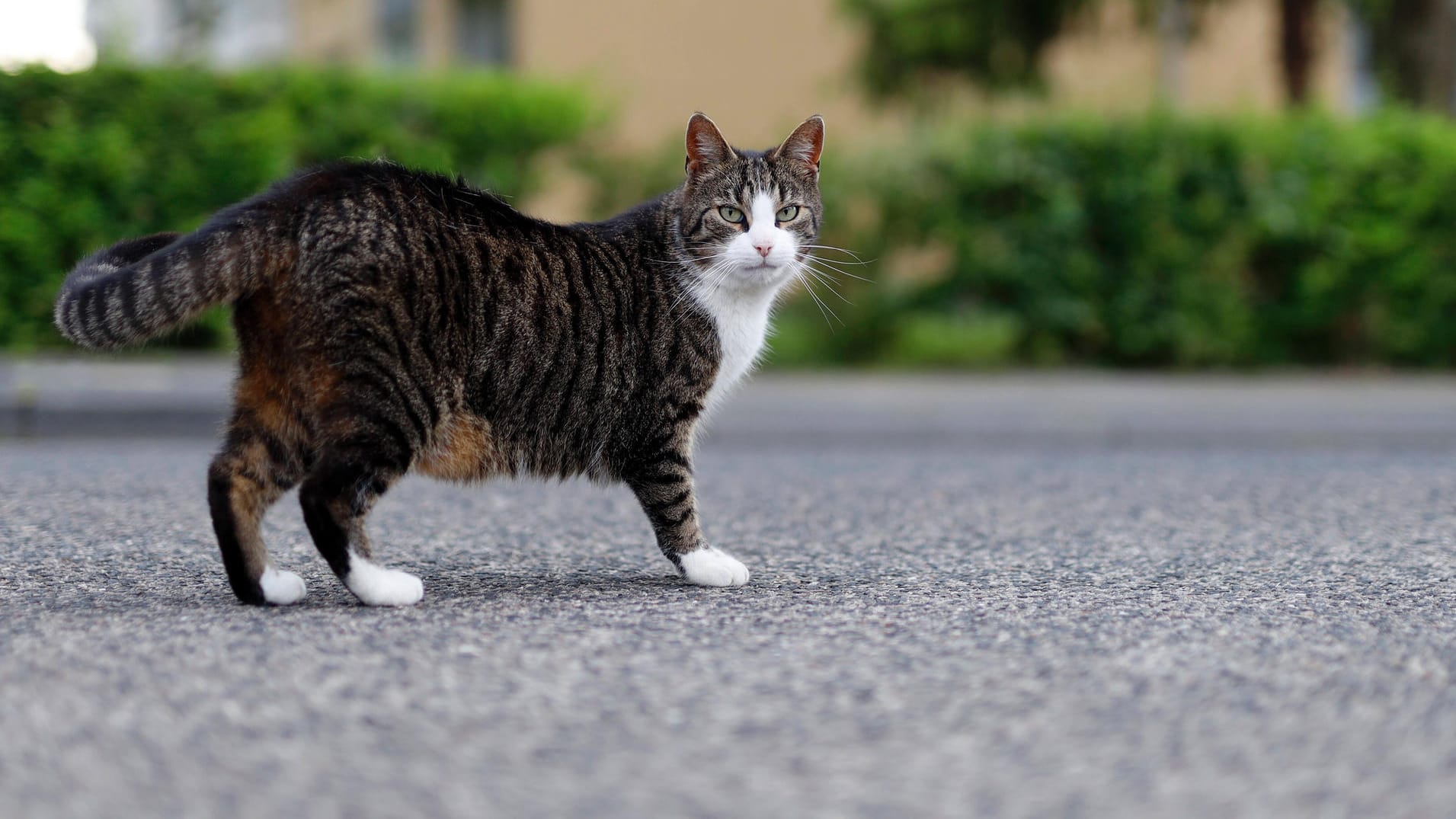 Eine Hauskatze auf einer Straße (Symbolbild): Der Mann gelangte mit einem Trick in die Wohnung der Seniorin. Eine Hauskatze auf einer Straße (Symbolbild): Der Mann gelangte mit einem Trick in die Wohnung der Seniorin.