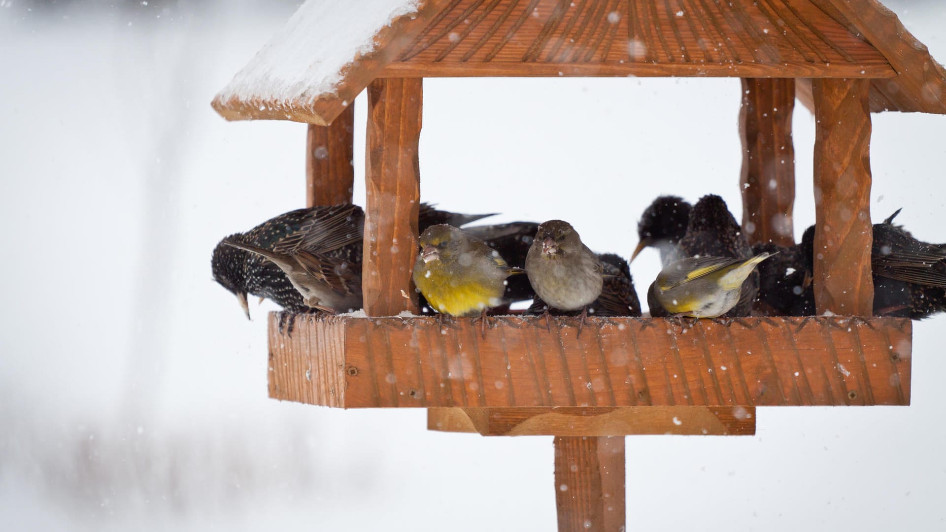 Vogelhaus: Mit Futter lassen sich viele Vogelarten anlocken.