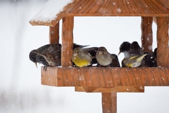 Vogelhaus: Mit Futter lassen sich viele Vogelarten anlocken.