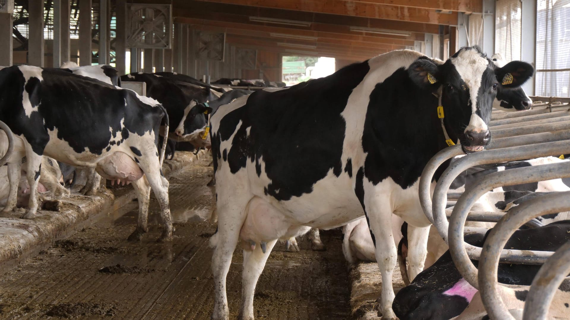 MIlchkühe in einem Stall (Symbolbild): Die Kühe waren durch einen Spalt im Boden in die Grube gelangt. MIlchkühe in einem Stall (Symbolbild): Die Kühe waren durch einen Spalt im Boden in die Grube gelangt.