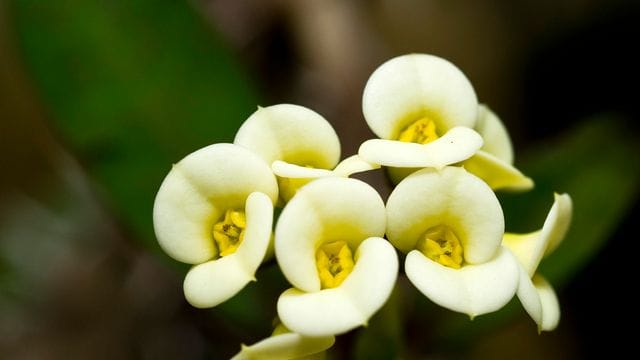 Der Christusdorn (Euphorbia milii) kann gut Wasser speichern.