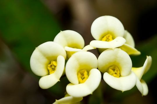 Der Christusdorn (Euphorbia milii) kann gut Wasser speichern.