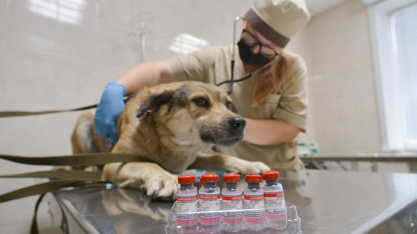 Impfung beim Tierarzt (Symbolbild): Sobald der rechtliche Rahmen gegeben ist, könnten auch Tiermediziner gegen Corona impfen.