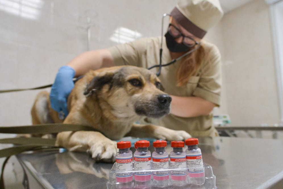 Impfung beim Tierarzt (Symbolbild): Sobald der rechtliche Rahmen gegeben ist, könnten auch Tiermediziner gegen Corona impfen.