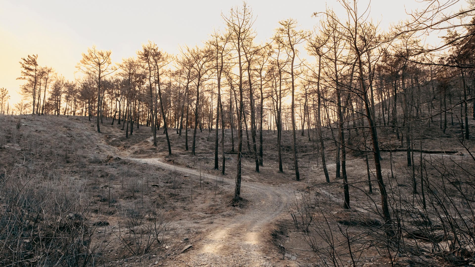 Verbrannter Wald in der Türkei (Symbolbild): Noch lässt sich die Klimakrise begrenzen – aber nur, wenn sich auch Banken und andere Investoren nachhaltig ändern.