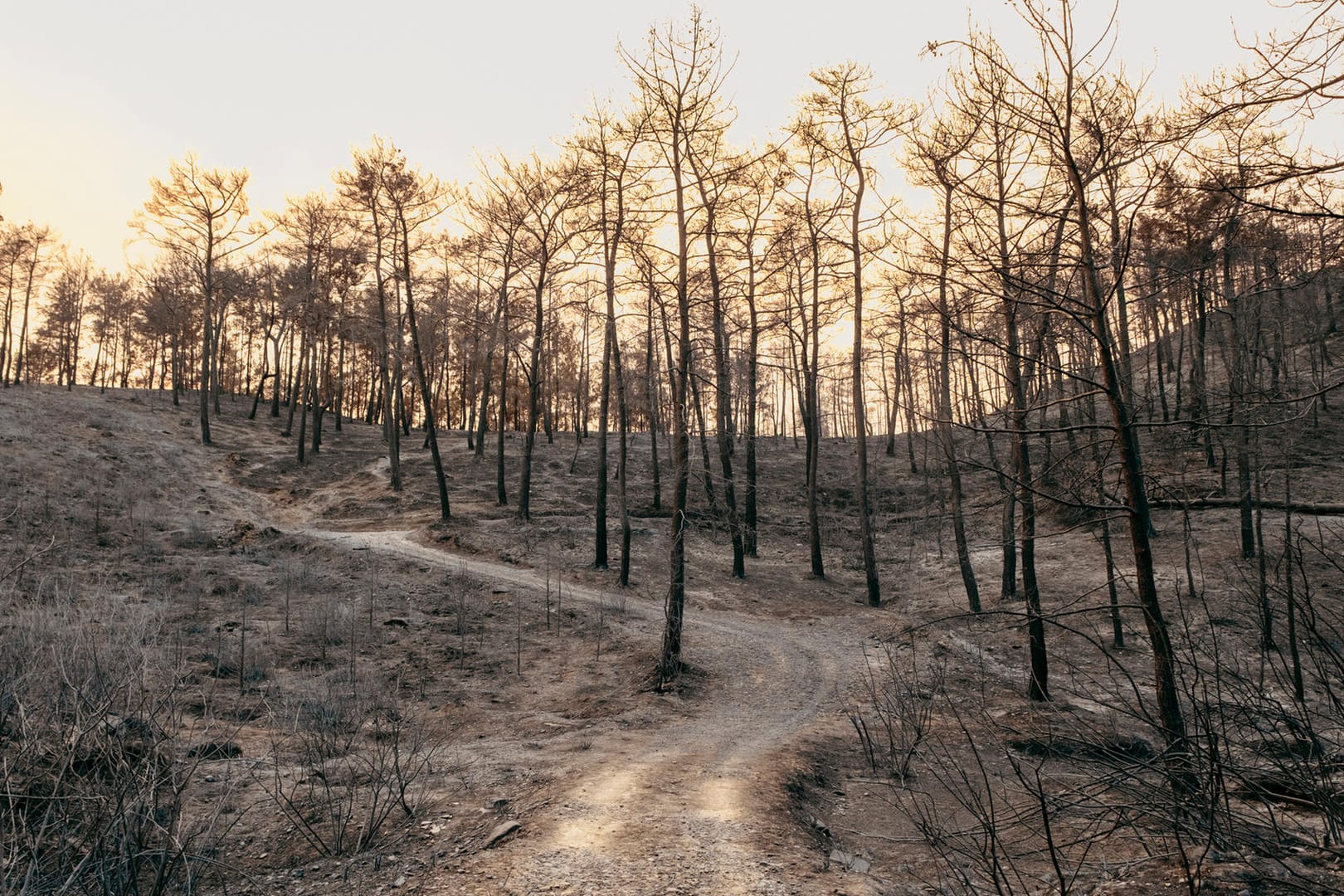 Verbrannter Wald in der Türkei (Symbolbild): Noch lässt sich die Klimakrise begrenzen – aber nur, wenn sich auch Banken und andere Investoren nachhaltig ändern.