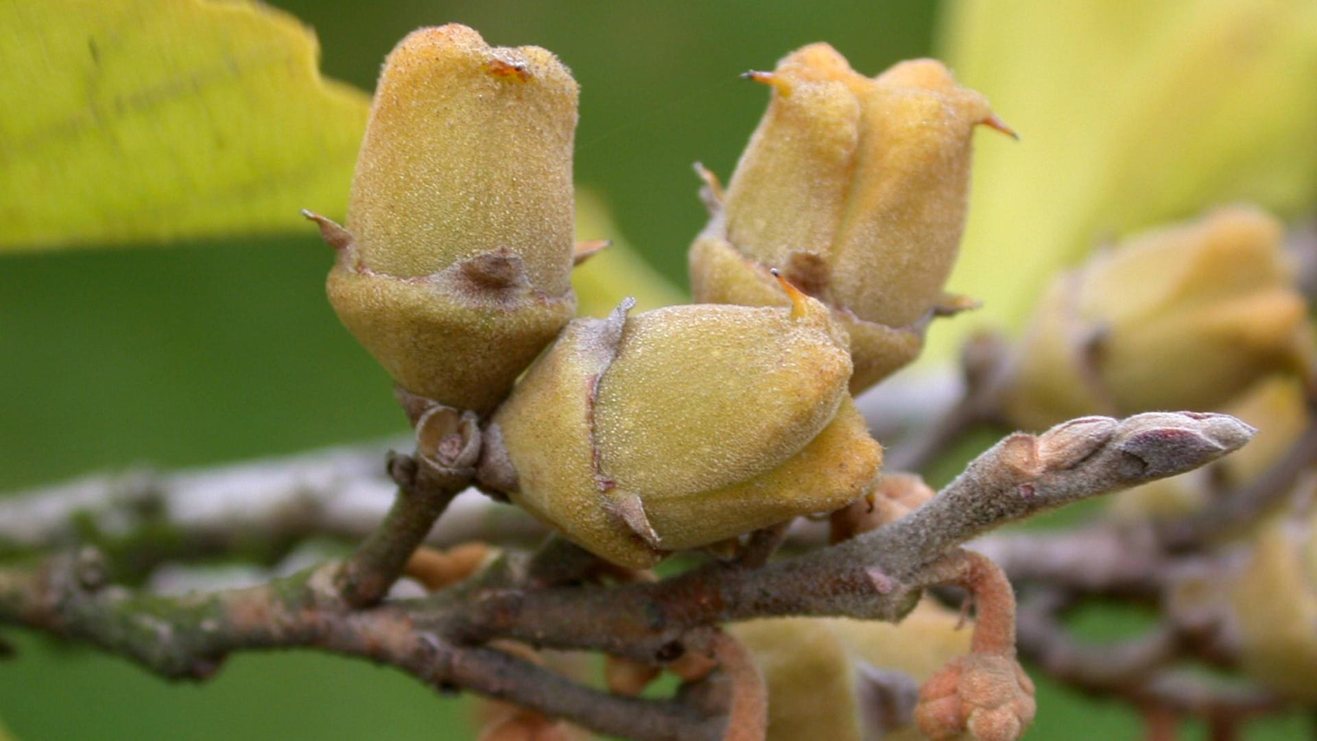 Frühlings-Zaubernuss (Hamamelis vernalis): Die Kapselfrüchte ähneln ein wenig der Haselnuss.