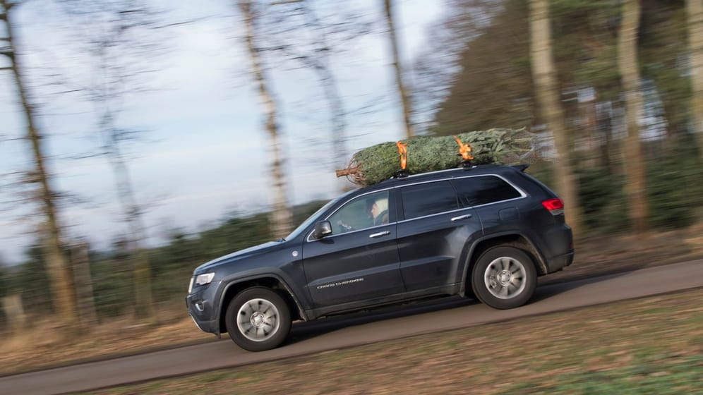 Stamm voran: So kommt der fest verschnürte Weihnachtsbaum auf dem Autodach sicher heim.