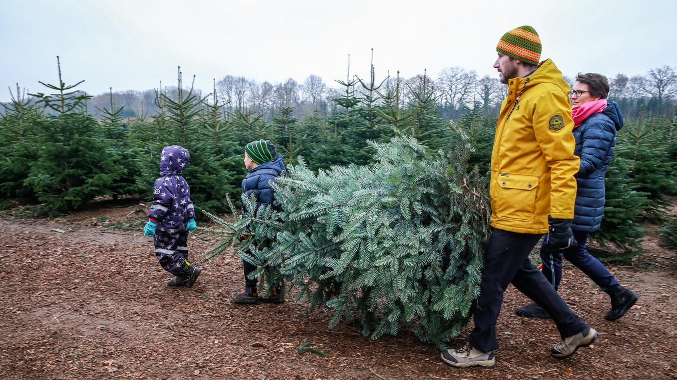 Alle Jahre wieder: Welchen Weihnachtsbaum nimmt man mit nach Hause?