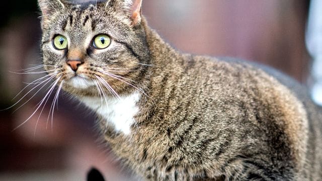 Hauskatze