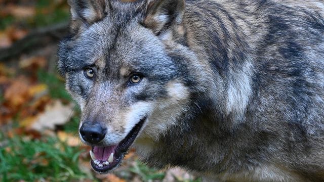 Wolf