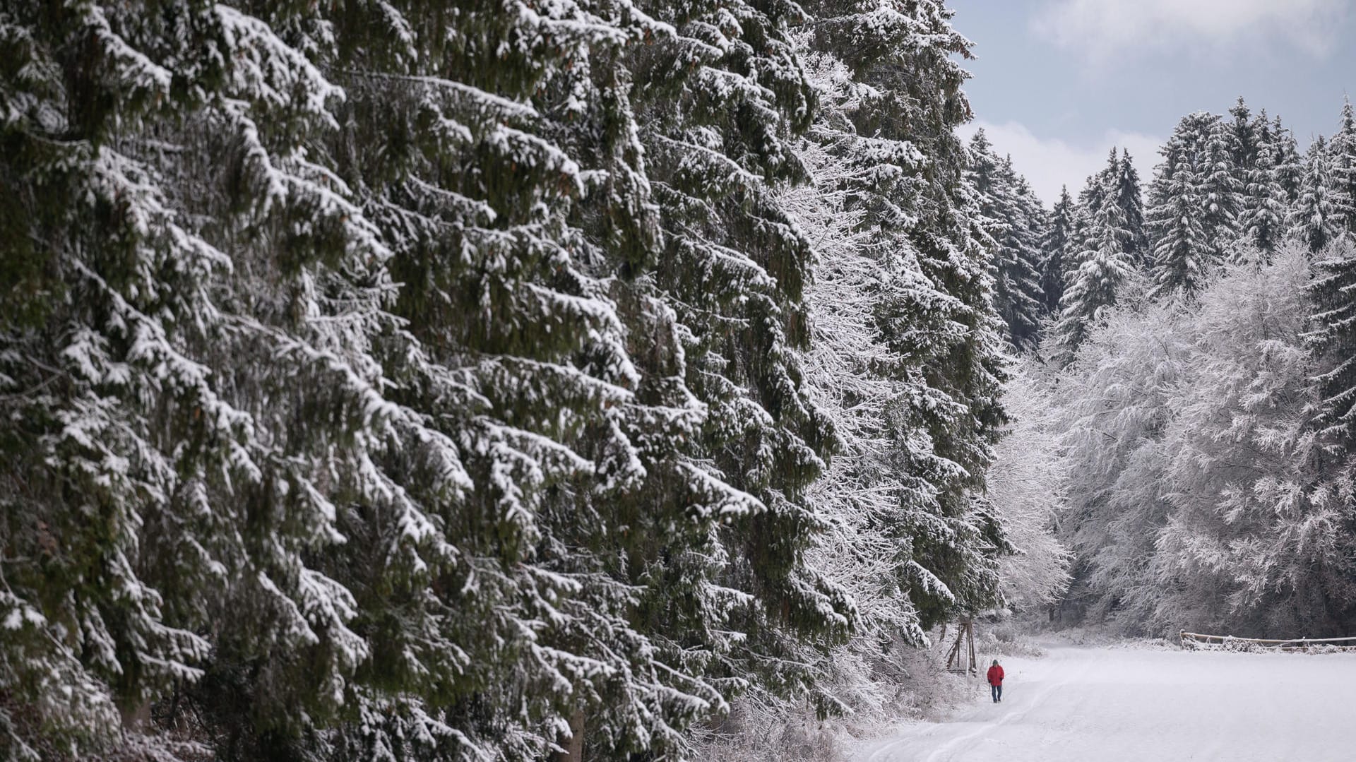 Ein mit Schnee bedeckter Wald: Mögen Sie das winterliche Wetter?