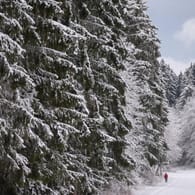Ein mit Schnee bedeckter Wald: Mögen Sie das winterliche Wetter?