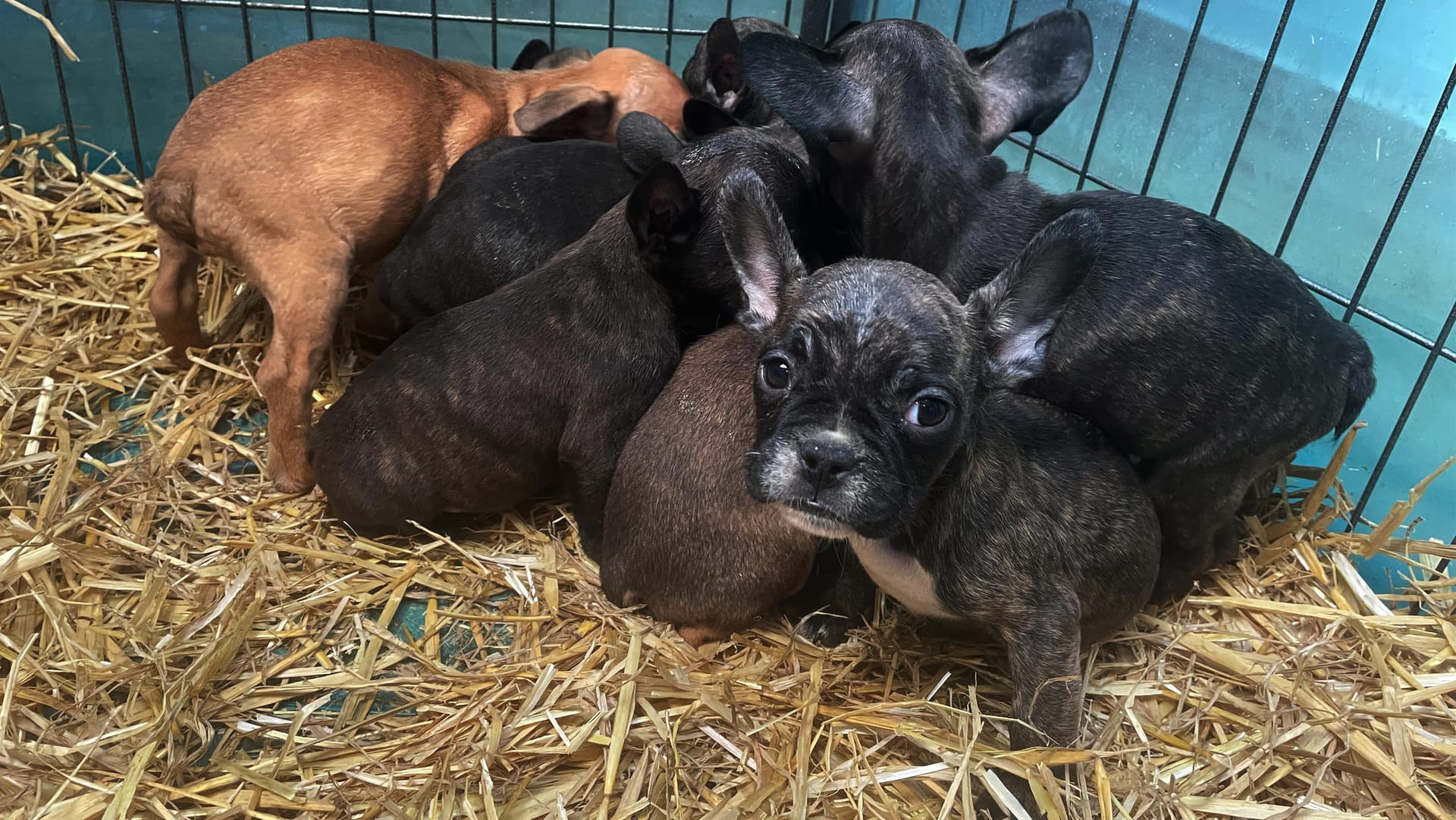 Kleine französische Bulldoggen-Welpen: Sie wurden auf zwei Tierheime verteilt. Kleine französische Bulldoggen-Welpen: Sie wurden auf zwei Tierheime verteilt.