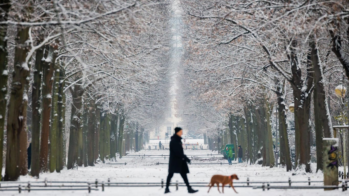 Ein Spaziergänger mit Hund geht bei Schnee durch den Tiergarten in Berlin: Am Donnerstag schneite es in der Hauptstadt.