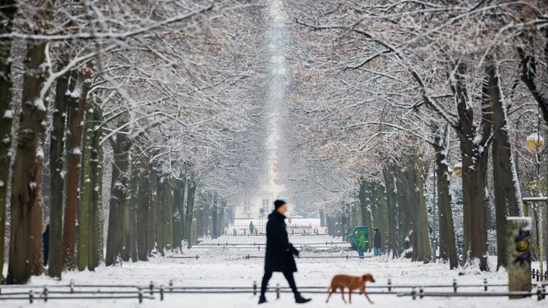 Ein Spaziergänger mit Hund geht bei Schnee durch den Tiergarten in Berlin: Am Donnerstag schneite es in der Hauptstadt.