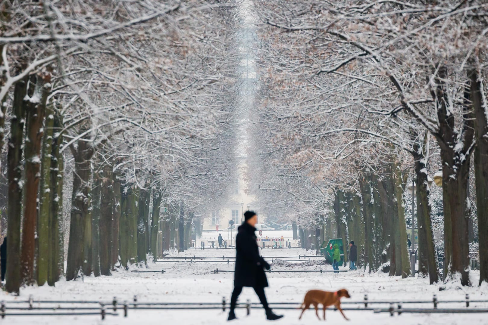 Ein Spaziergänger mit Hund geht bei Schnee durch den Tiergarten in Berlin: Am Donnerstag schneite es in der Hauptstadt.