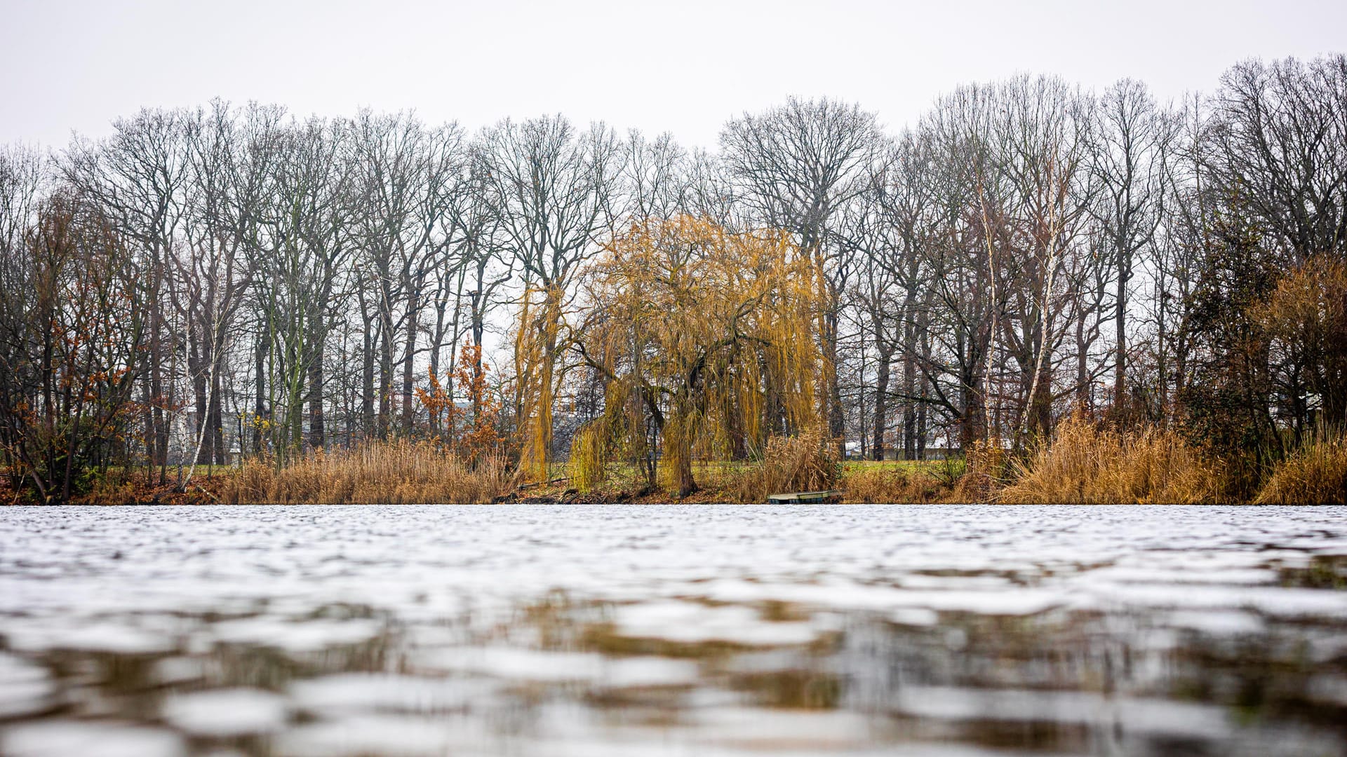 Bäume stehen bei grauem Himmel am Ufer des Allersees in Niedersachsen: Das trübe Winterwetter wird sich auch über das Wochenende halten.