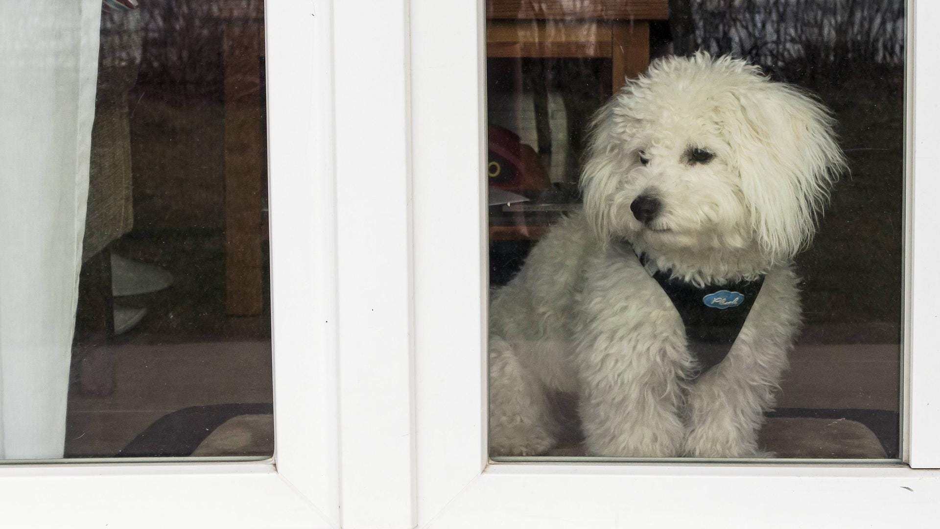 Hund allein zu Haus: Er sollte nicht länger als ein paar Stunden unbeaufsichtigt bleiben.