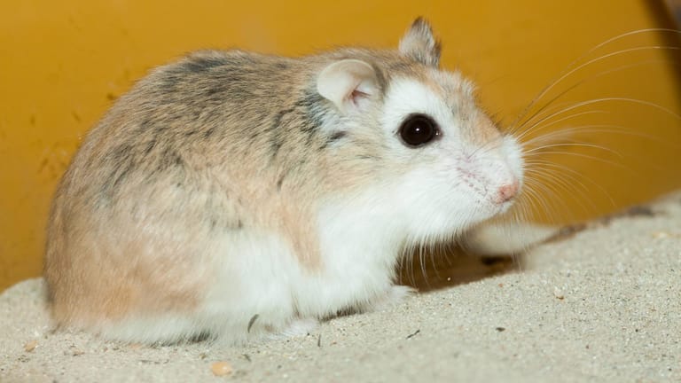 Kleiner Hamster: Für ihn bedeutet ein Umzug in eine Urlaubsunterkunft enormen Stress.