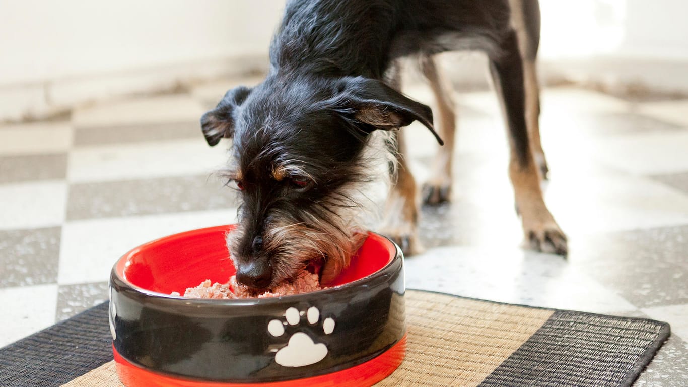 Nur vorsichtig anfüttern: Unmengen von Futter auf einmal können einen gefundenen ausgehungerten Hund umbringen.