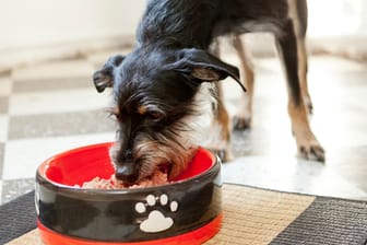 Nur vorsichtig anfüttern: Unmengen von Futter auf einmal können einen gefundenen ausgehungerten Hund umbringen.