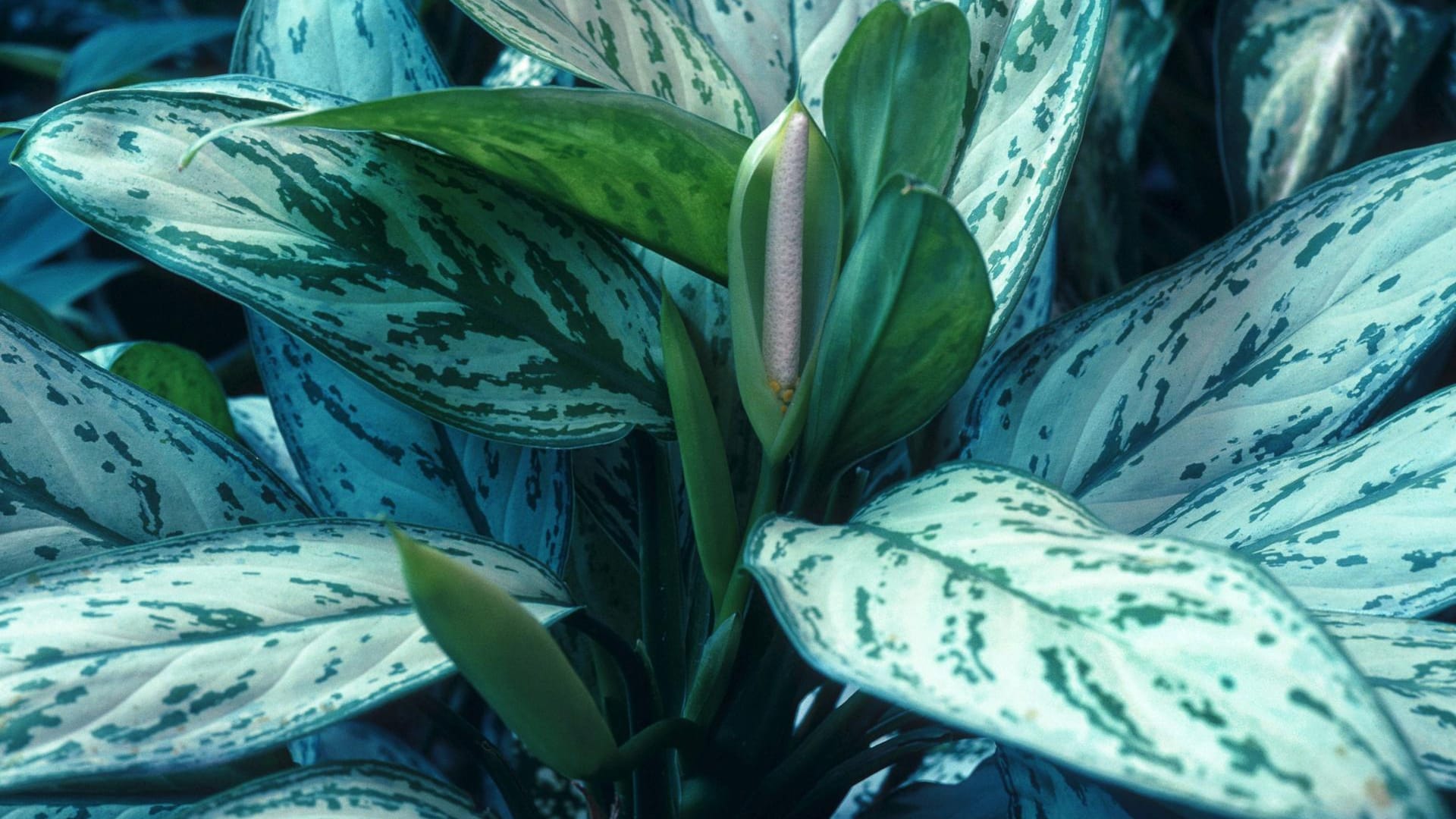 Kolbenfaden (Aglaonema hybrida): Als Zimmerpflanze blüht er allerdings selten.