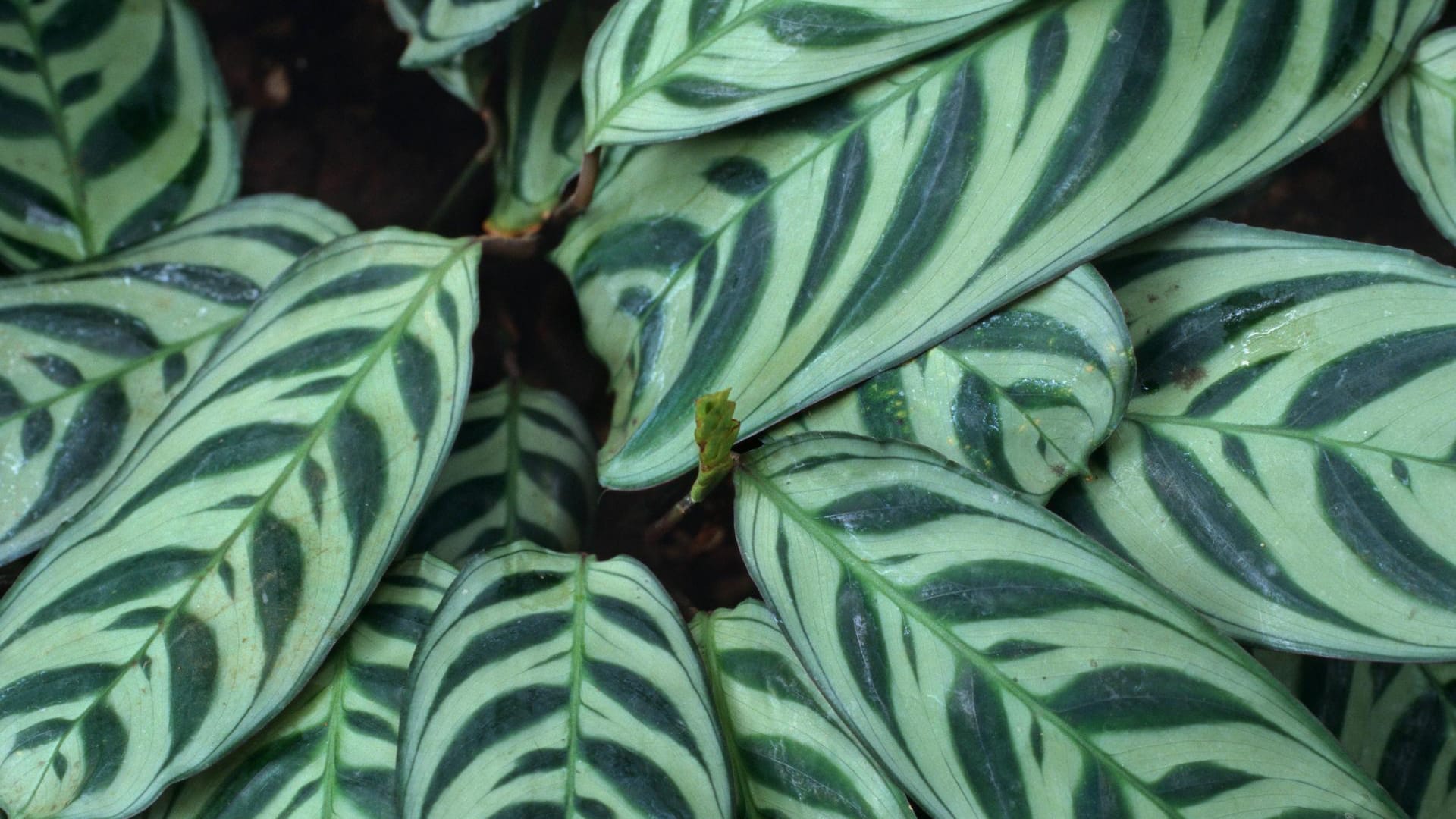 Korbmarante (Calathea burle-marxii): Sie wird etwa 40 Zentimeter hoch.