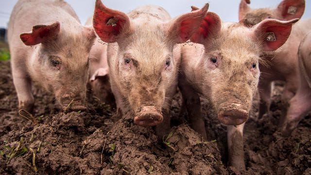 Schweine