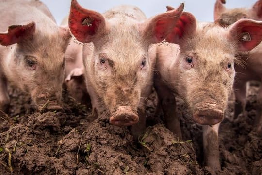 Schweine