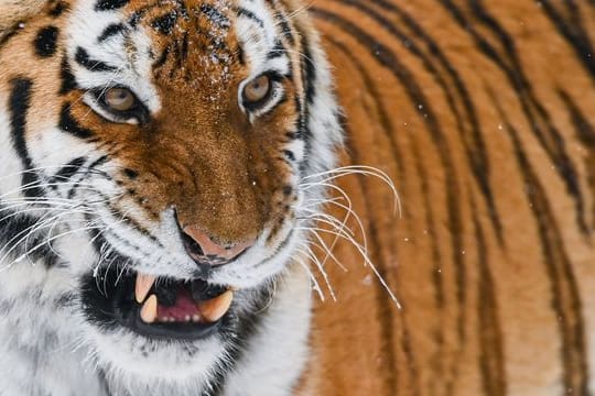 Ein Sibirischer Tiger (Amur-Tiger): Aufgrund von zu viel Schnee finden die Tiere in Russland nicht mehr genug Futter. (Archivfoto)