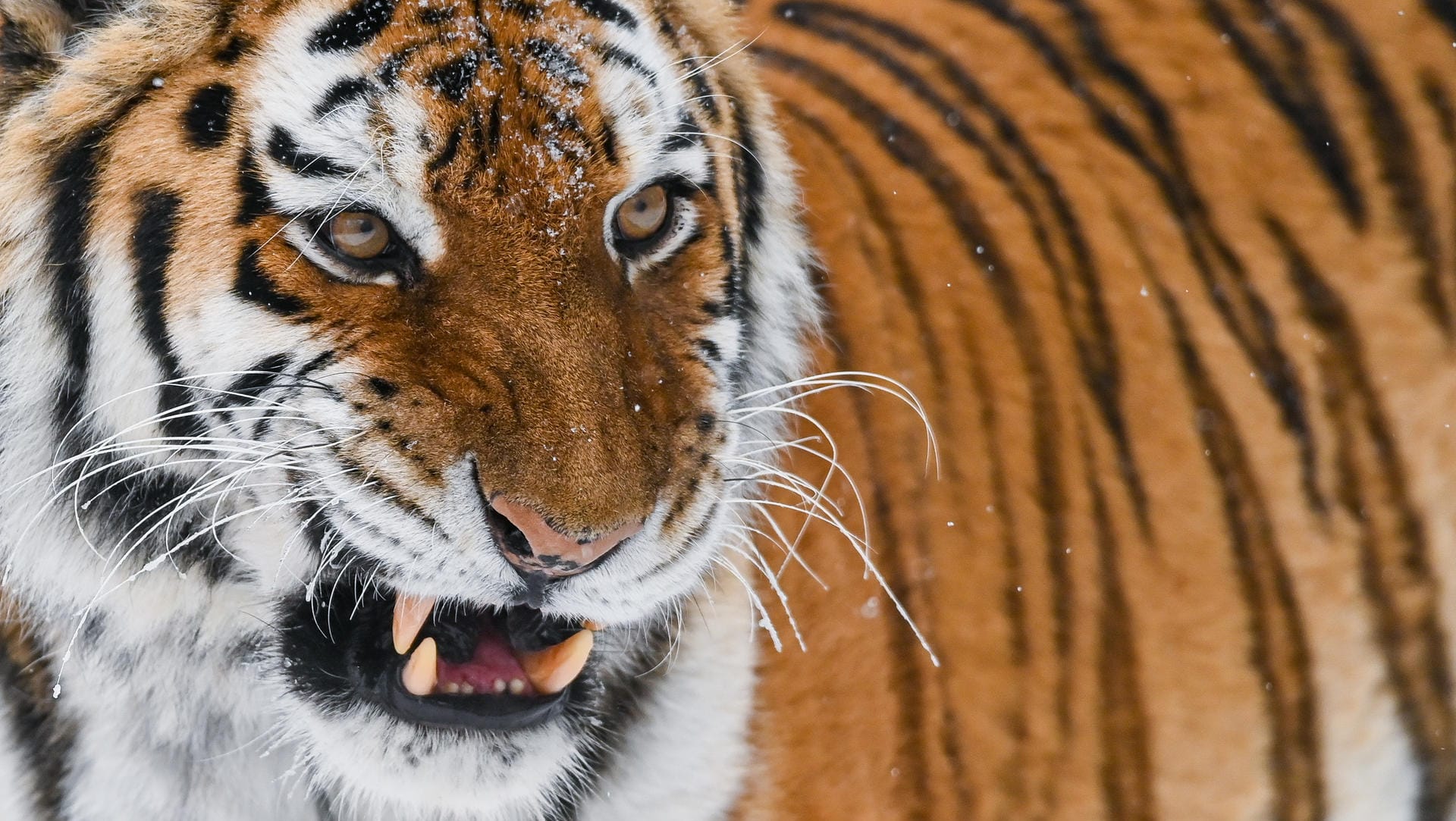 Ein Amurtiger: Das Tier ist sehr bedroht.