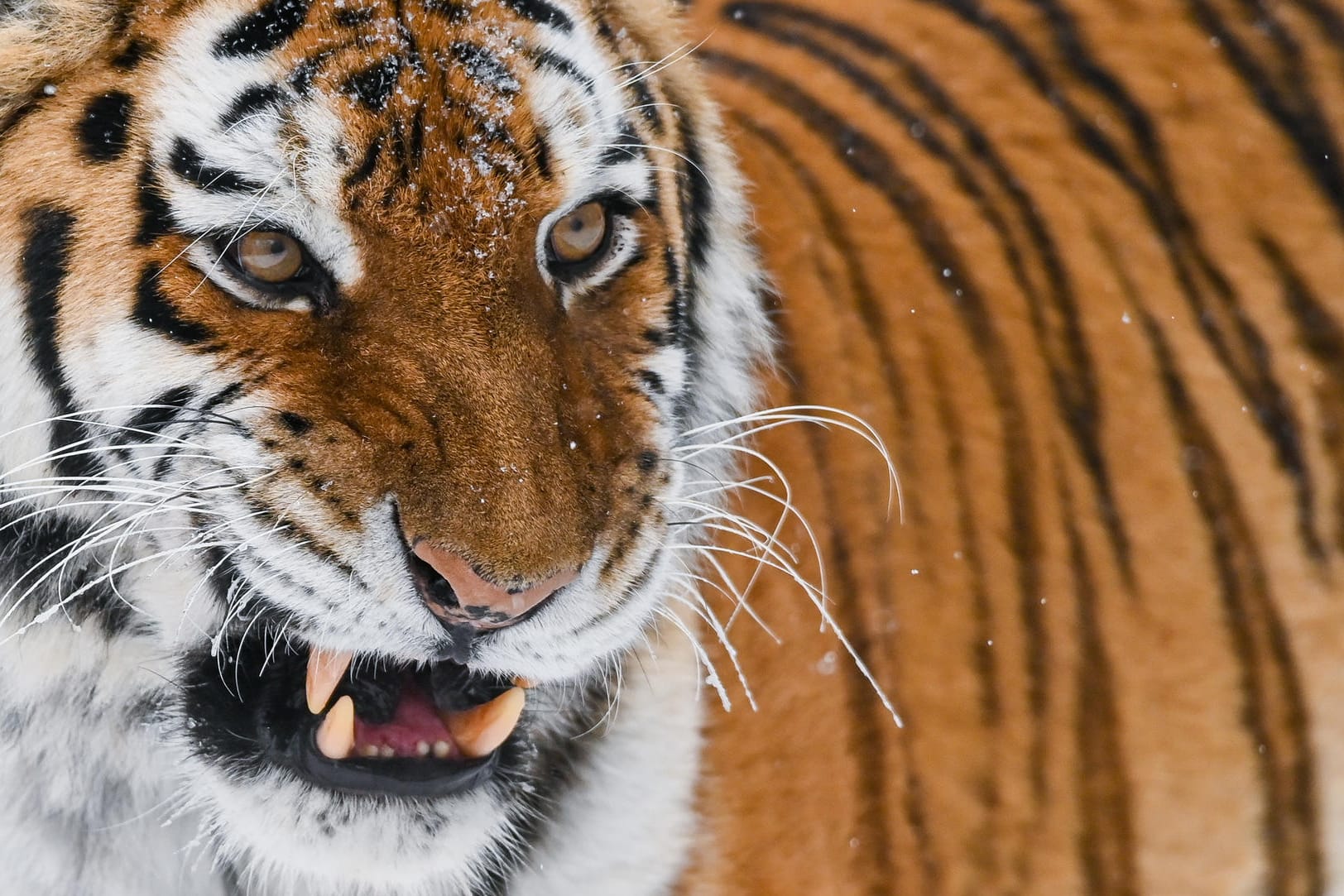 Ein Amurtiger: Das Tier ist sehr bedroht.