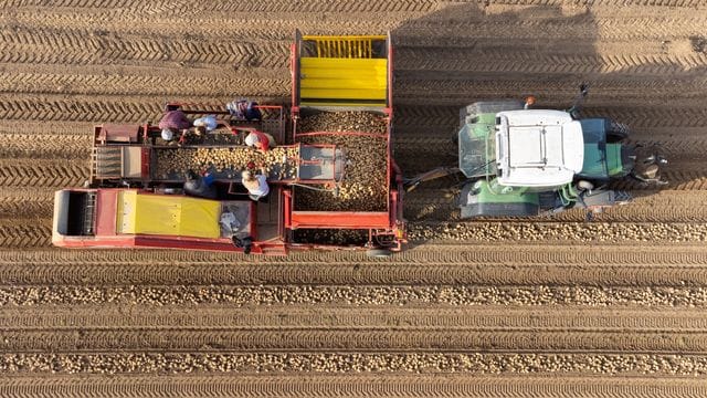 Kartoffelernte auf dem Acker (Symbolbild): Ein Arbeiter in Mittelfranken überlebte einen Sturz vom Traktor nicht. Kartoffelernte auf dem Acker (Symbolbild): Ein Arbeiter in Mittelfranken überlebte einen Sturz vom Traktor nicht.