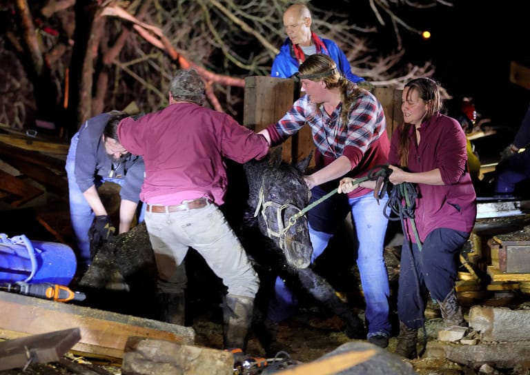 Ein Pferd wird aus einer eingestürzten Scheune in St. Charles County, Missouri gerettet.