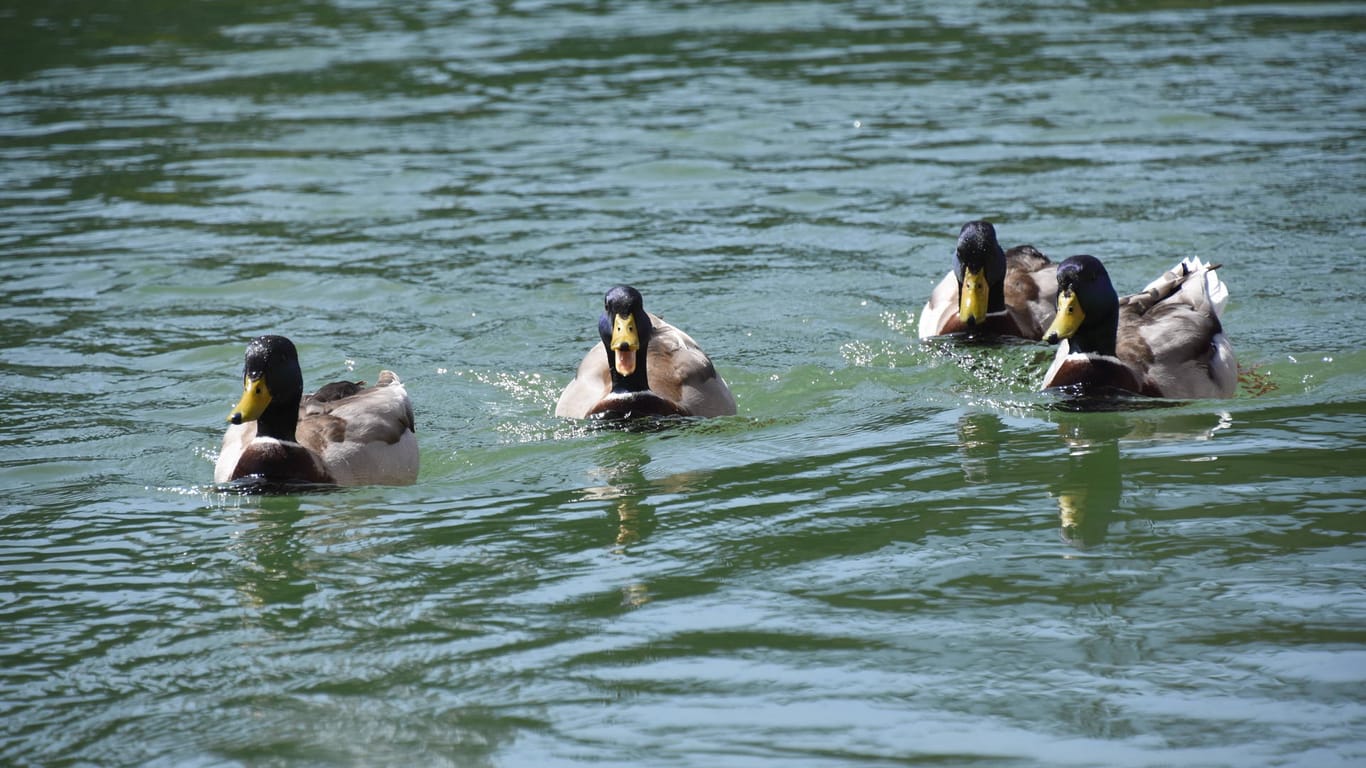 Enten im Isarwerkkanal in München (Archivbild): Besonders Wasservögel können die Krankheit übertragen.