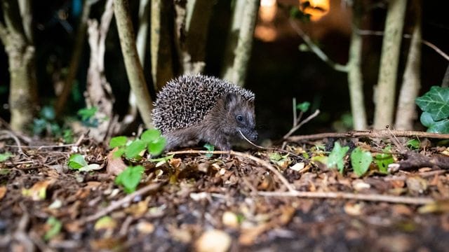 Igel auf Wanderschaft