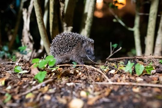 Igel auf Wanderschaft