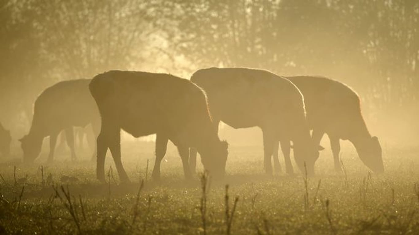 Weniger Rinder und Schweine im Norden