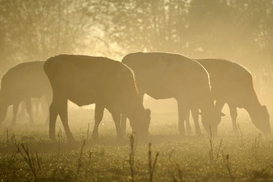 Weniger Rinder und Schweine im Norden