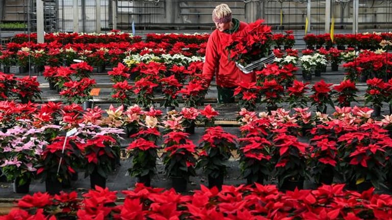 Jede fünfte in Deutschland produzierte Zimmerpflanze ist Weihnachtsstern.