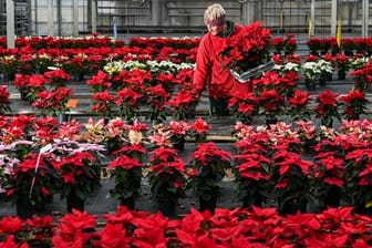 Jede fünfte in Deutschland produzierte Zimmerpflanze ist Weihnachtsstern.