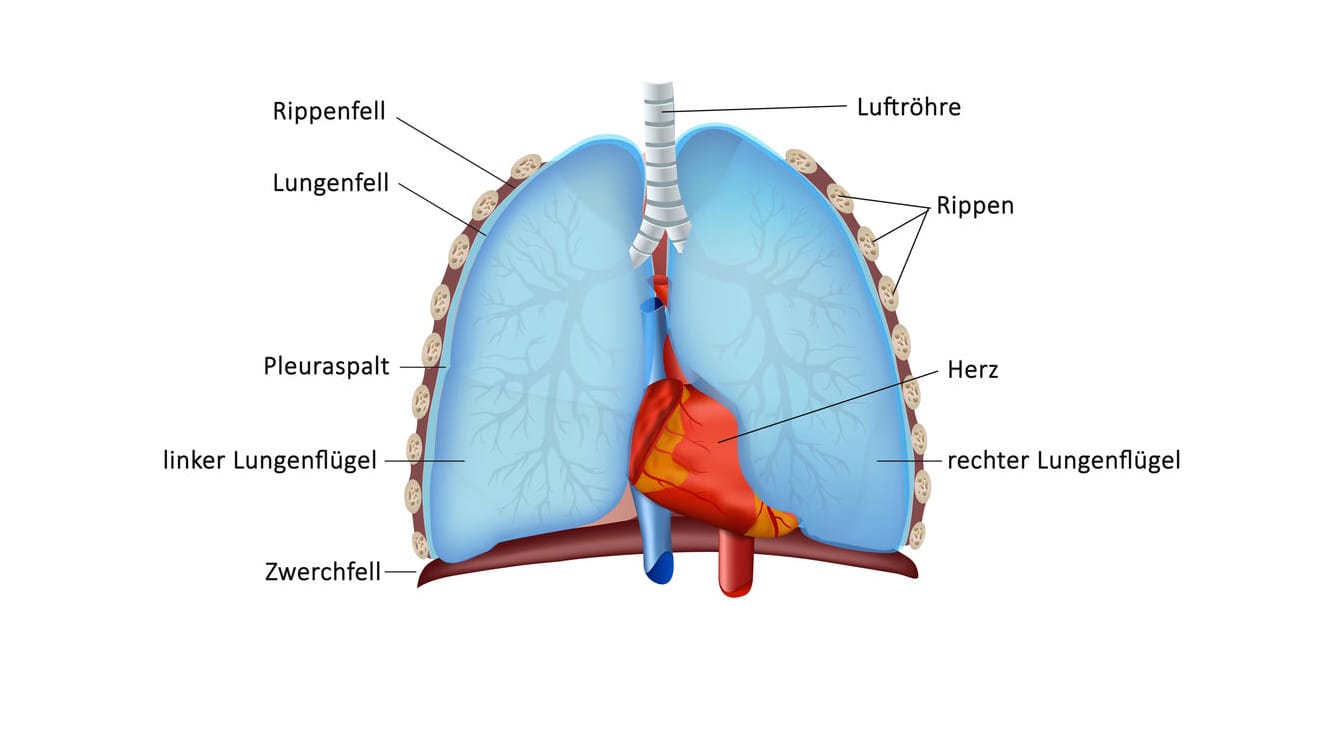 Man sieht einen Querschnitt durch den Brustkorb.