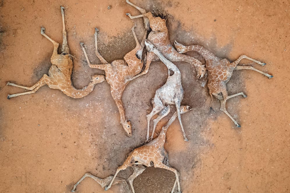 Verendete Giraffen in Wajir County, Kenia: Die Tiere sollen verhungert und verdurstet sein. Große Teile des ostafrikanischen Landes leiden seit September unter anhaltender Dürre.