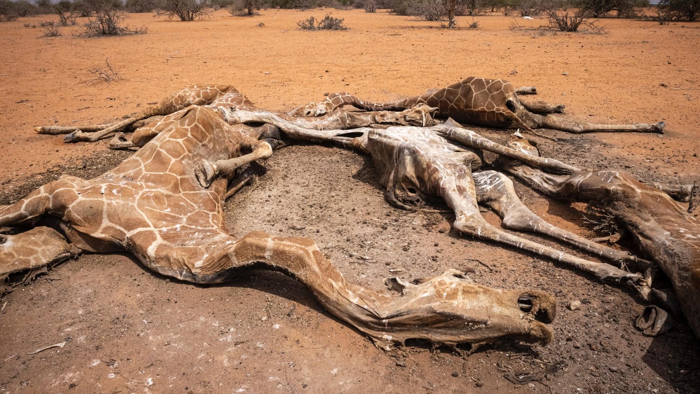 Die kleine Herde starb in einem nahezu vertrockneten Wasserreservoi: Bei den Tieren dürfte es sich um Giraffenweibchen handeln. Im Gegensatz zu den männlichen Tieren leben diese nicht gerne alleine.